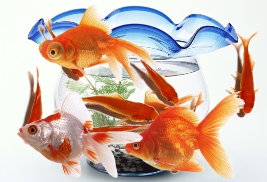 摆放鱼缸的风水学_家里摆放鱼缸风水位置_风水鱼缸摆放位置