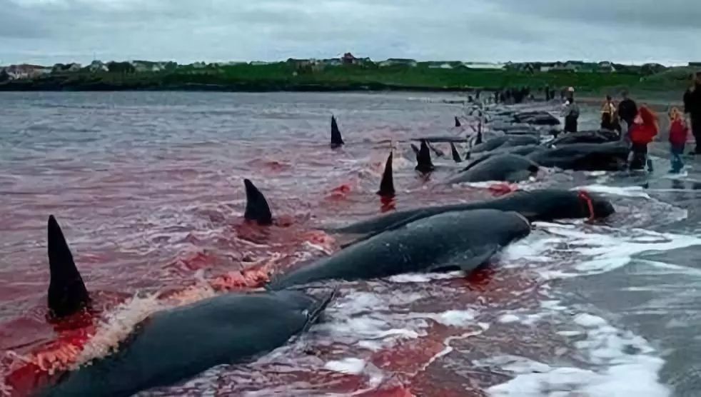 震“鲸”全世界！日本重启商业捕鲸，1430吨鲸肉即将上市