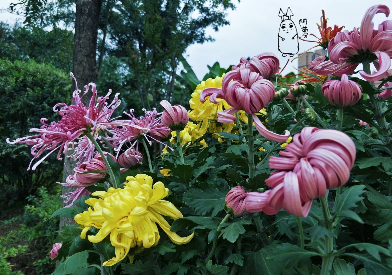 寒露又重阳,一生一定要读一首菊花诗,才算完整