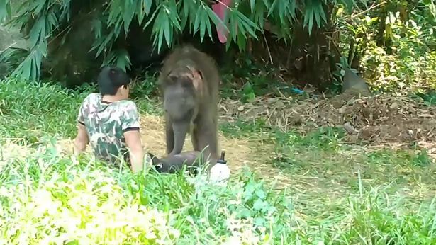 心疼！泰国孤儿小象遭象群排斥重新回到饲养员身边