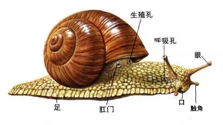 比如，蜗牛有26000颗牙齿，蜗牛是雌雄同体，一只蜗牛产卵数量总和的体积