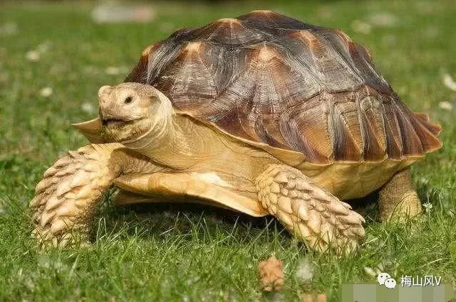 梦境奇观,梦见乌龟跳出龟壳的深层寓意与心理解析 梦境奇观,梦见乌龟跳出龟壳的深层寓意与心理解析