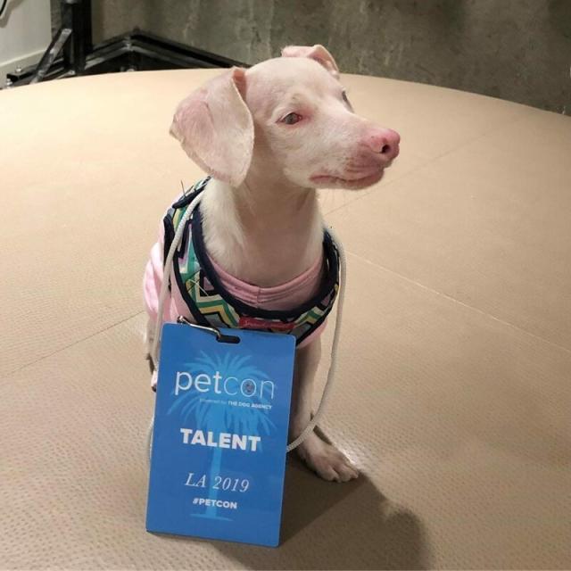 全身蓝色的狗是什么狗 774fed8965f44f96a2e871b3a5612e59.jpeg