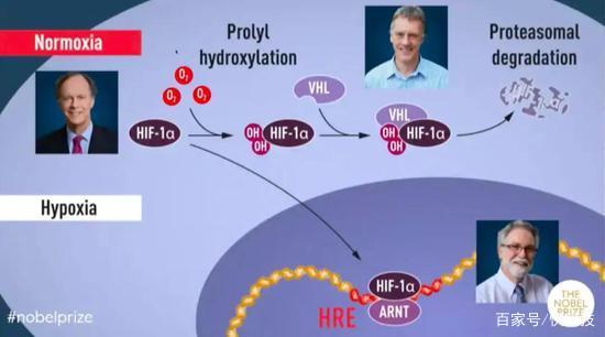 2019诺贝尔生理学或医学奖:氧气如何决定我们的命运