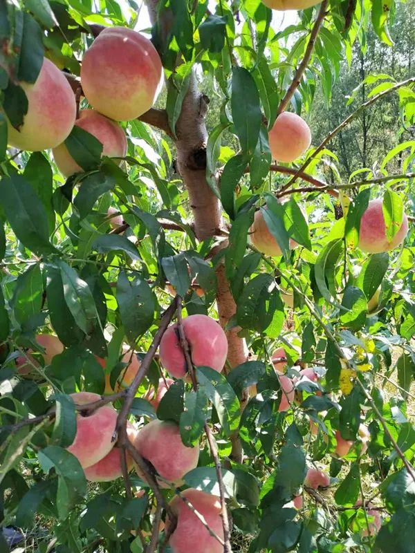 怎么卖水蜜桃 7e9b729e9bdf46078f04bfb59eb21d7a.jpeg