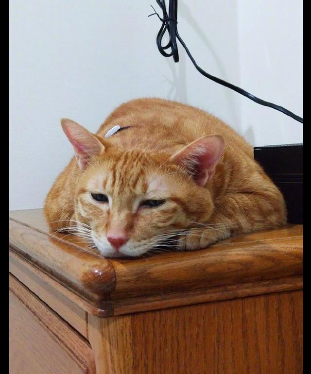 猫咪趴在桌子上无精打采表情也是很伤心的样子是抑郁了吗
