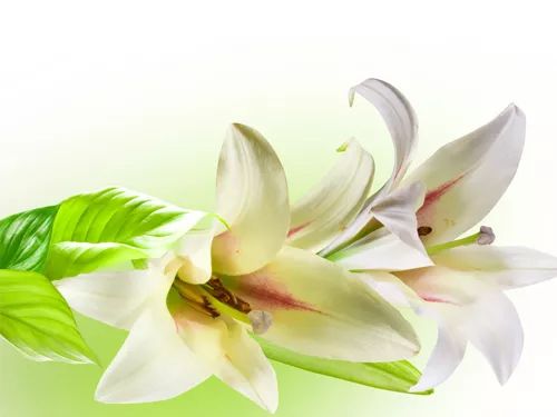 百合的种植方法和图片 8b292cfaf2e24c169d72ecb84920274d.jpeg