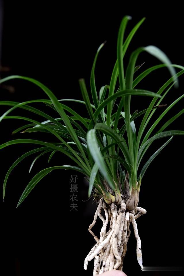 兰花和兰草有什么不同 96852150bd0e47a881b88cd8447d97d9.jpeg