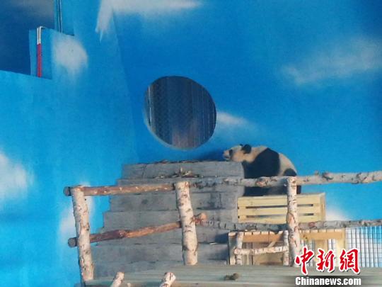 通讯：4只“国宝”大熊猫在内蒙古的“国庆假期”