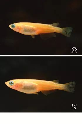 缸里的萤火虫——荧光鱼