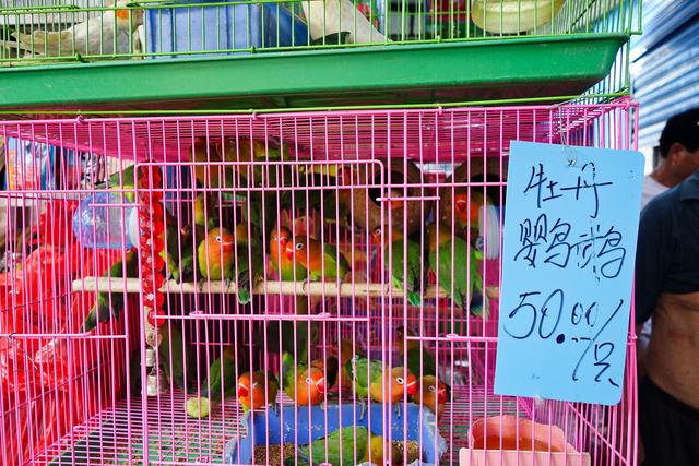 原创             桂林人每周必打卡的0元热门景点，宠物、古董、花鸟应有尽有