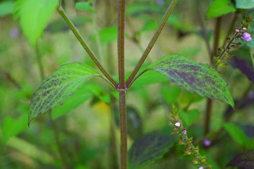 农村一种普通的野草 香味奇特 是民间驱蚊的好帮手 你们认识吗 小鱼