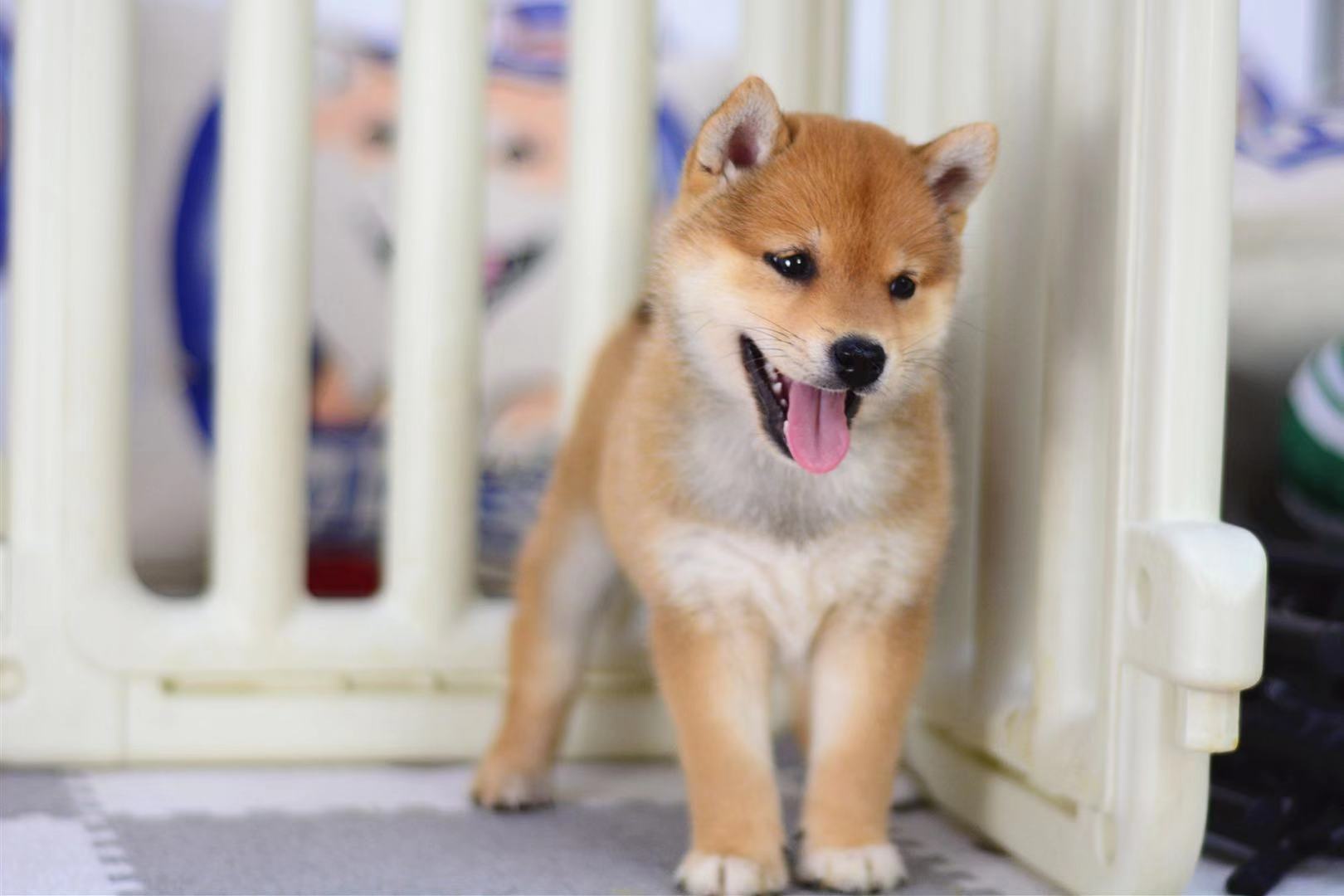 你真的了解家里的柴犬吗 日本