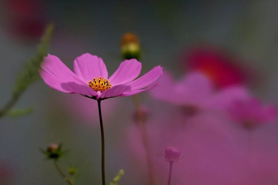 被阳光宠爱的攀枝花这里是四川的最南端夏无酷暑,冬无严寒摄影丨王东