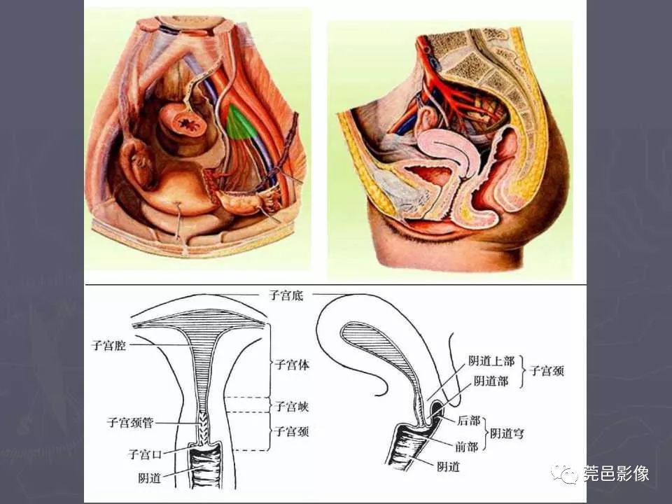 盆腔及下肢影像解剖学