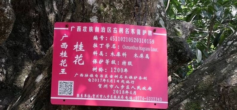 CQ9电子 CQ9传奇电子难得！贺州一棵1200年的桂花树曾被重金购买但遭村民拒绝！(图3)