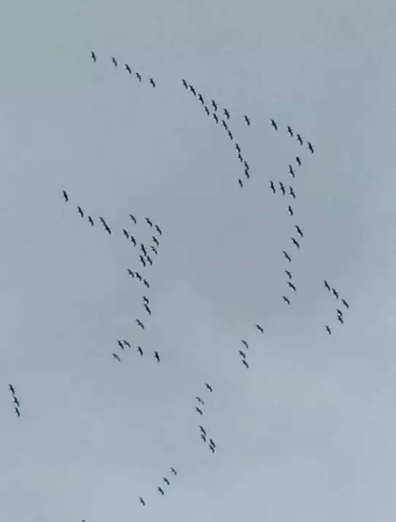 燕子往南飞猜一成语_往南飞的燕子图片