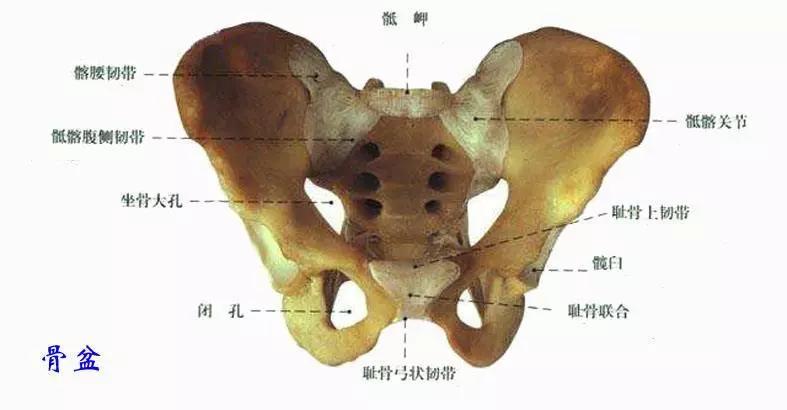 在四足哺乳动物,骨盆作为脊柱的延伸 而我们人类在逐渐进化的过程中