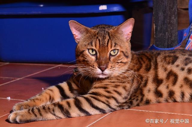 猫排名智商排名_狗狗智商排名