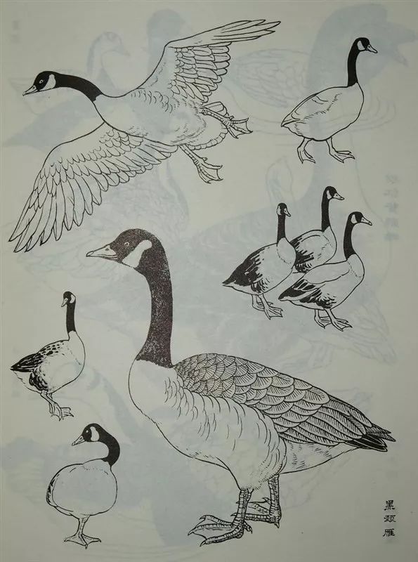 禽鸟的种类比较多,我们选择一些比较常见的对象,作为白描禽鸟练习的