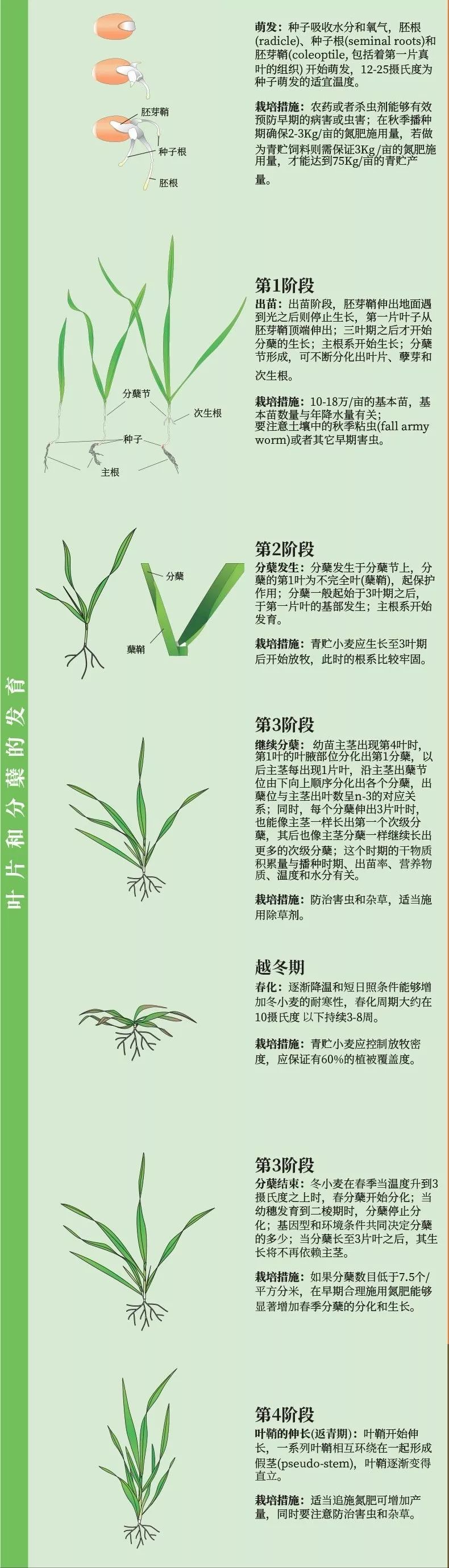 超级完美图解小麦种子萌发到完熟全过程