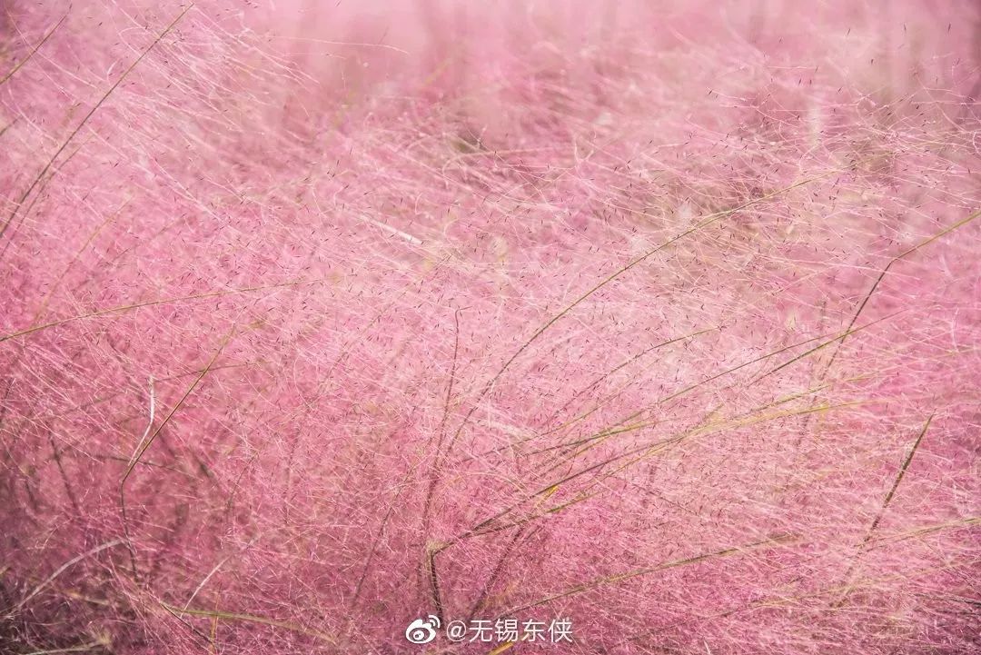 美到炸裂无锡这片粉色花海刷爆朋友圈请文明观赏