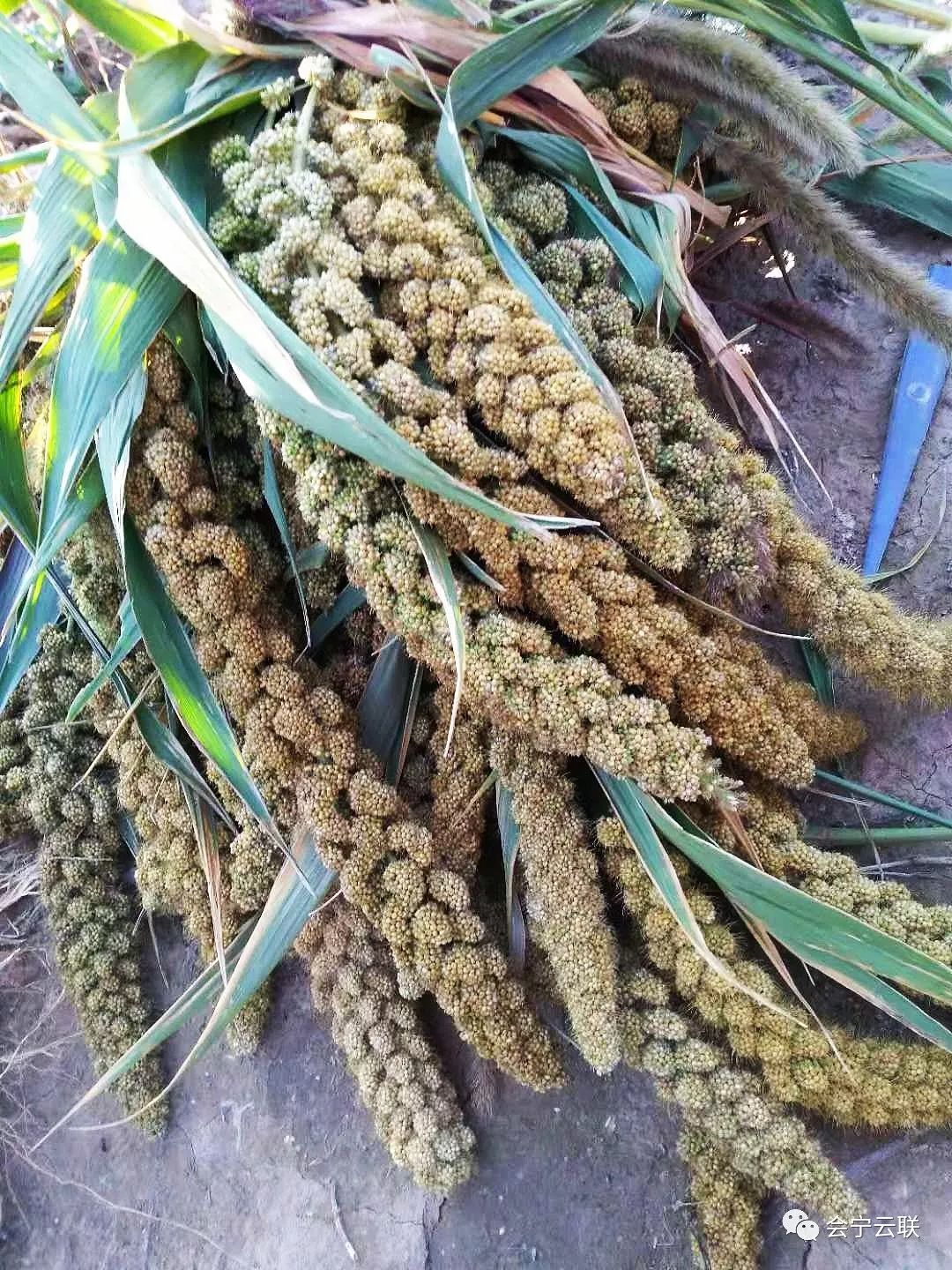 小杂粮种植
