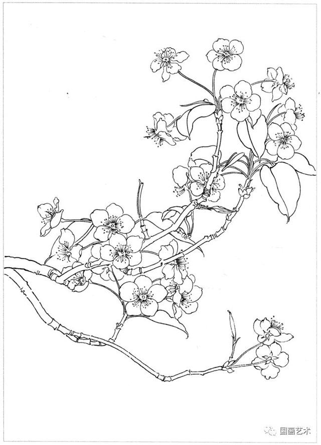 白描百花画谱选页欣赏1