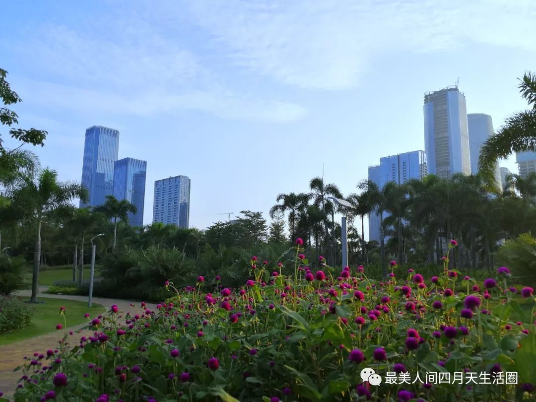 前 海 入 口 太阳照在椰林间 深圳前海石公园地址:深圳市南山区前湾一