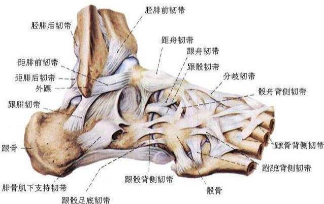 脚踝外侧组织