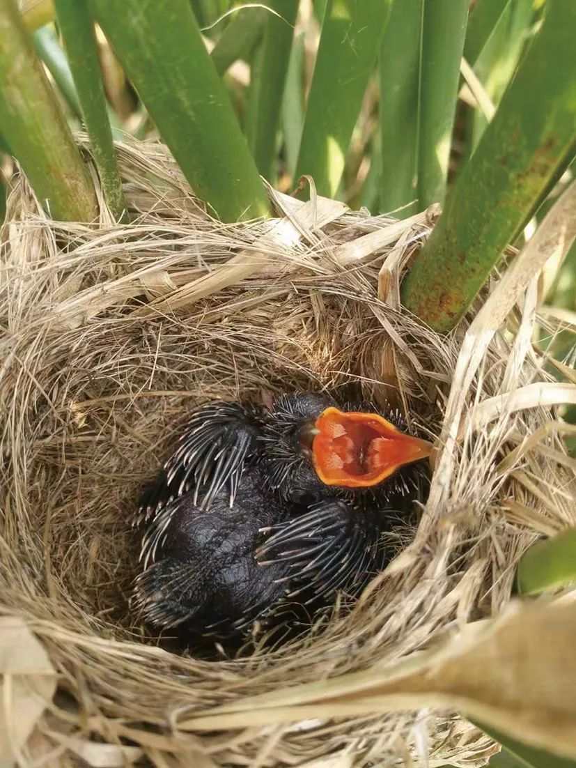两种鸟蛋颜色花纹很相似,但布谷鸟的蛋略大一点.