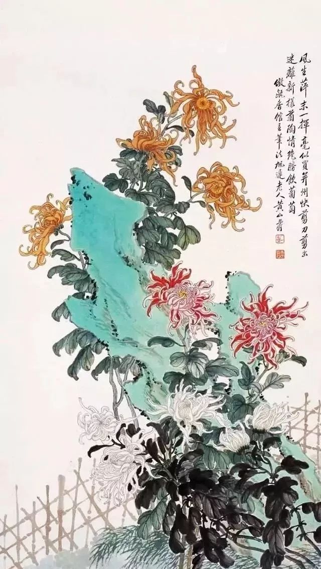 黄山寿 菊花