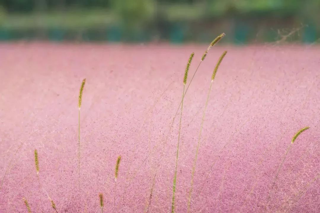 拍照圣地 | 大兴惊现1600㎡抖音"网红"粉黛花海!