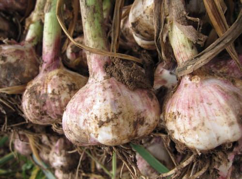 蒜什么时候浇水施肥 831461b7639b44c794ce75b2c8de566d.jpeg