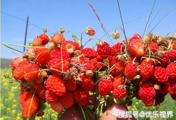 岷县野草莓临夏回族自治州永靖草莓刘家峡樱桃西红柿,刘家峡红枣