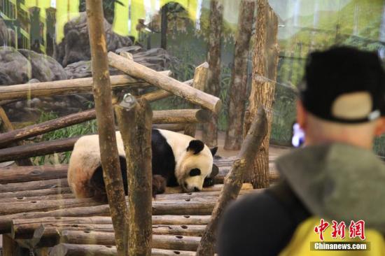 中国旅加大熊猫“二顺”未能再次成功怀孕