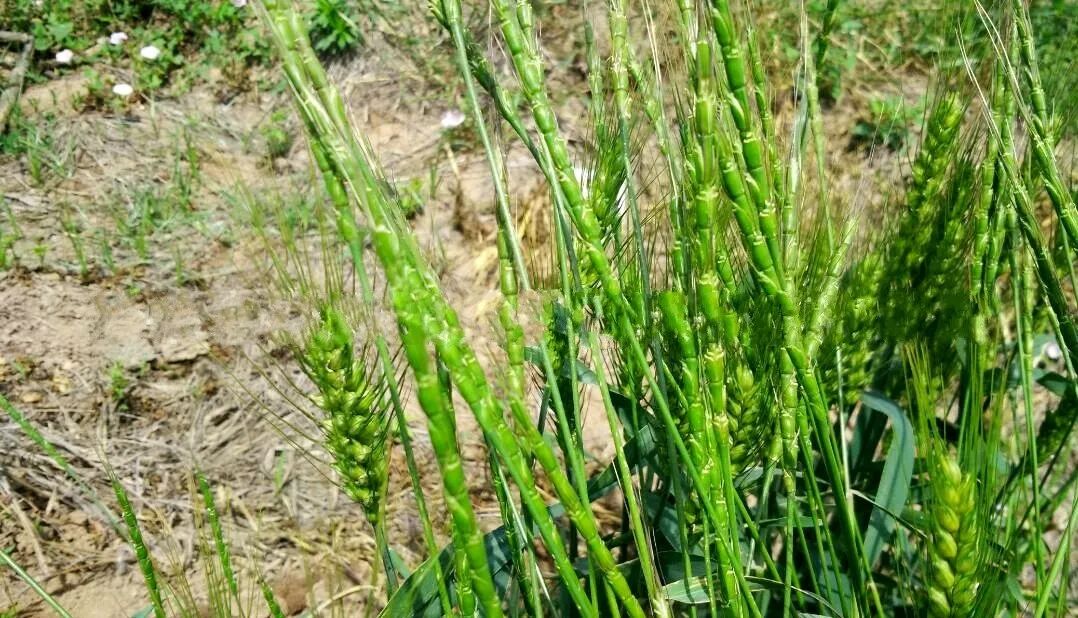 早看少"受害":节节麦难防危害大,得用这些"大招"降服它!