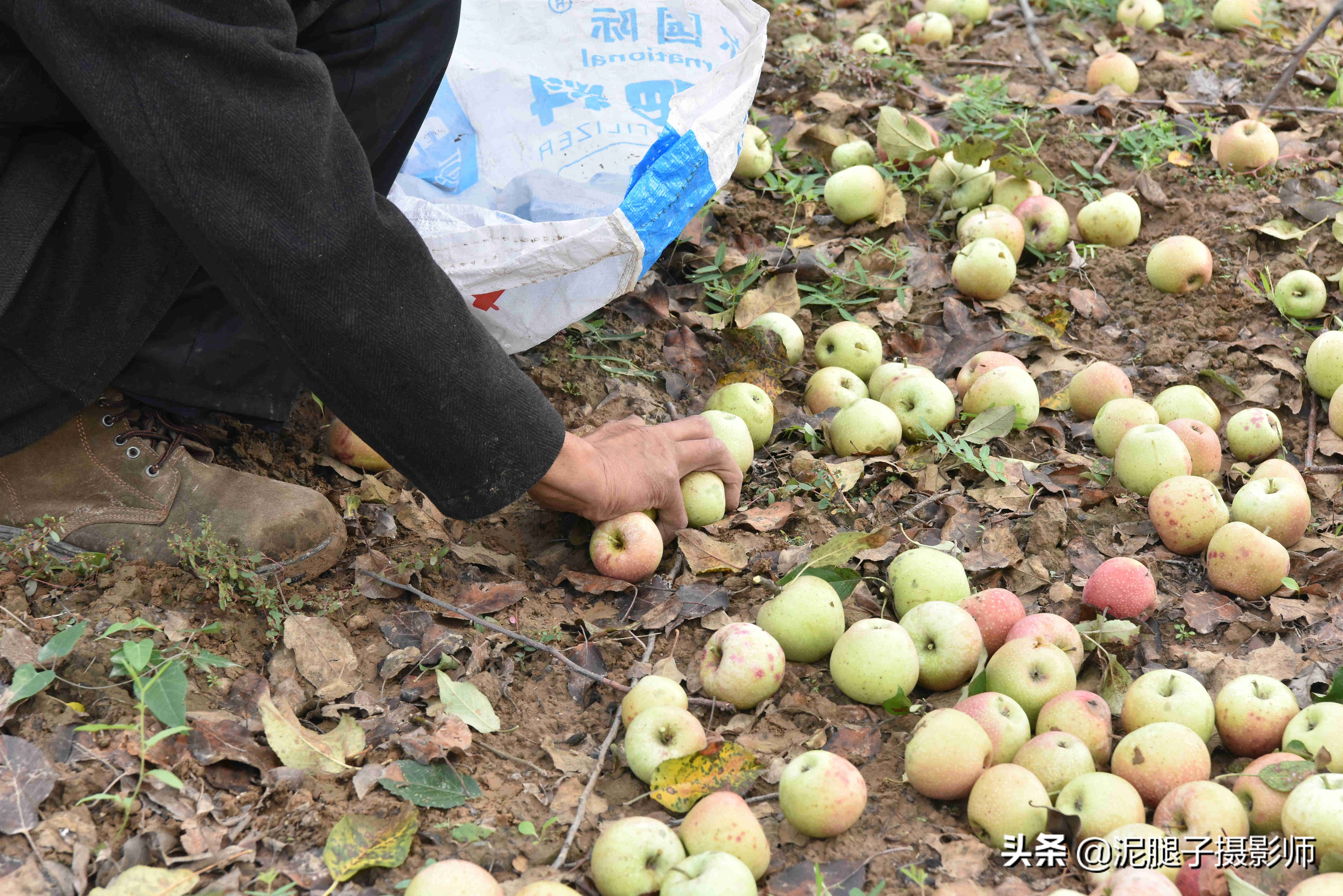 有的树上挂满苹果无人采摘,地上的落果也无人去捡