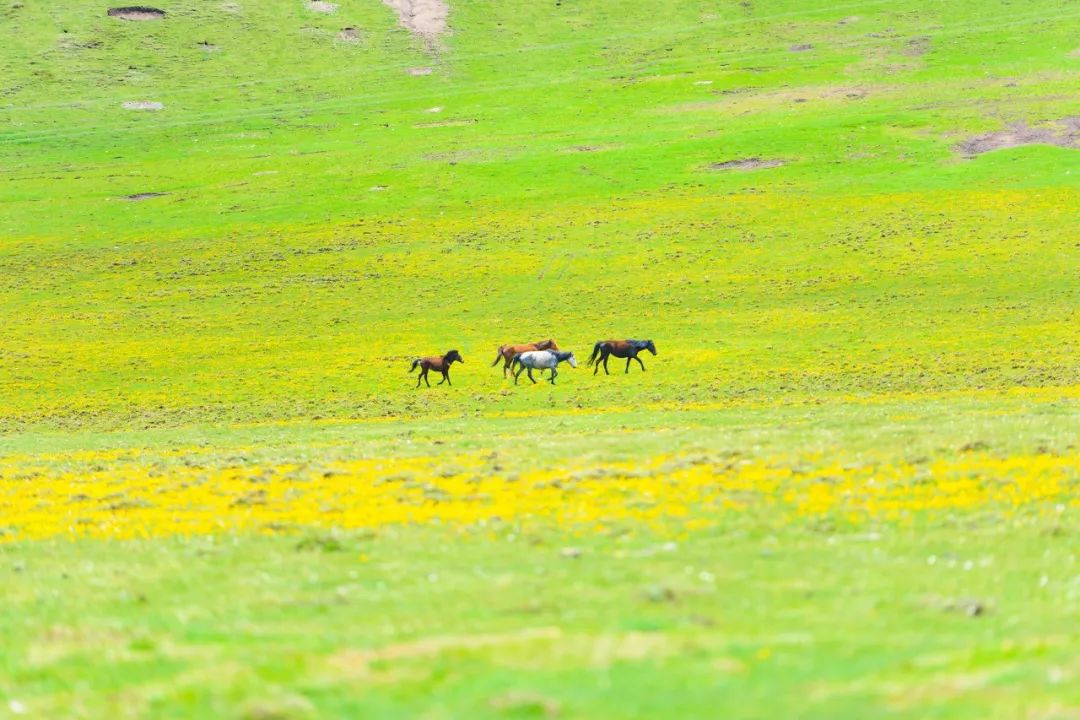 赵真&东方红艳合唱一首《火火的姑娘》