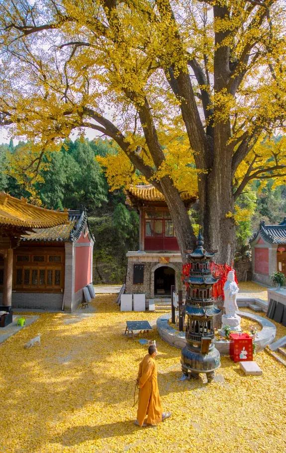 走进济南灵岩寺 探寻千年古寺的铁袈裟之谜！