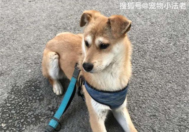 如何给狗狗喂奶粉 b270ddd8ef7b4101af4572b68a18859c.jpeg