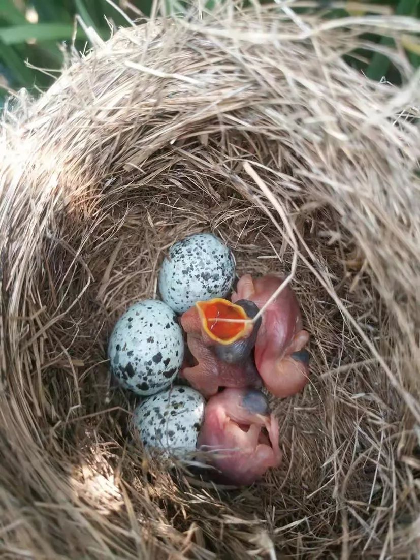 两种鸟蛋颜色花纹很相似,但布谷鸟的蛋略大一点.
