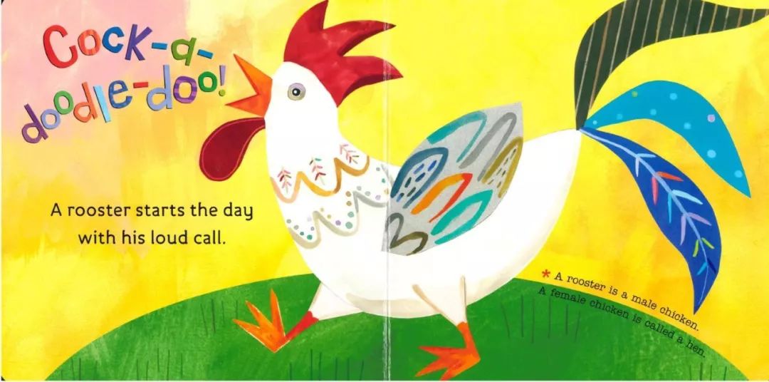 a rooster starts the day with his loud call.