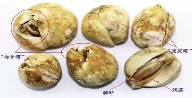 贝母家族兄弟多,长房"川贝"如何认?_松贝