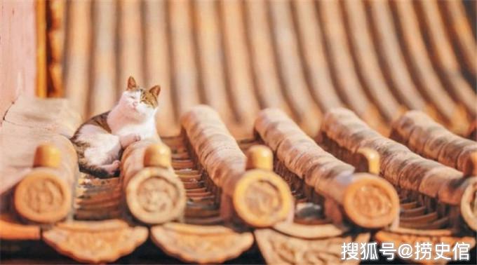 北京故宫的宫猫哪来的有古代宫猫的后代