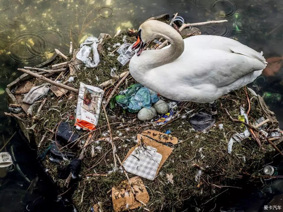 清运垃圾 扔垃圾污染湖面,天鹅被迫在垃圾上产卵