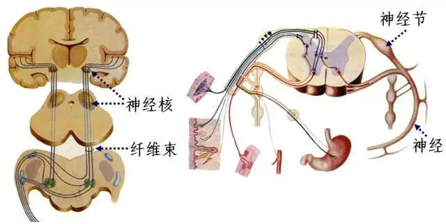 神经系统概述_中枢