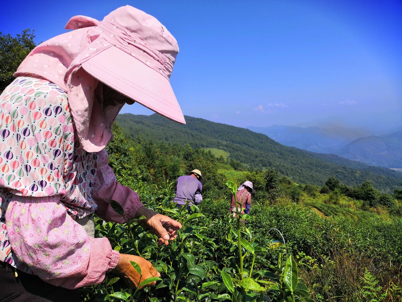 一杯干净的洋顶岽有机茶 是吸取"天,地,人,种,艺"的精华 历经采青,晒