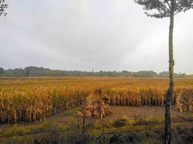 28亩玉米地,两手胀痛,掰玉米掰到