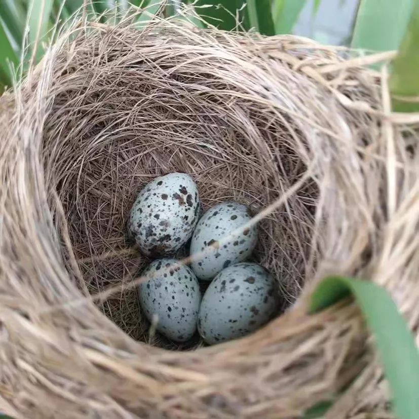 大苇莺的鸟巢里颜色浅个头略大的是布谷鸟的蛋